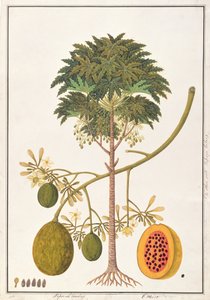 dapai-ah Tambay o Carica, de Dibujos de Plantas de Malaca, c.1805-18 de Chinese School